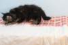 miukutassutnipapoikasibn22ruskeaclassictabby14_small.jpg