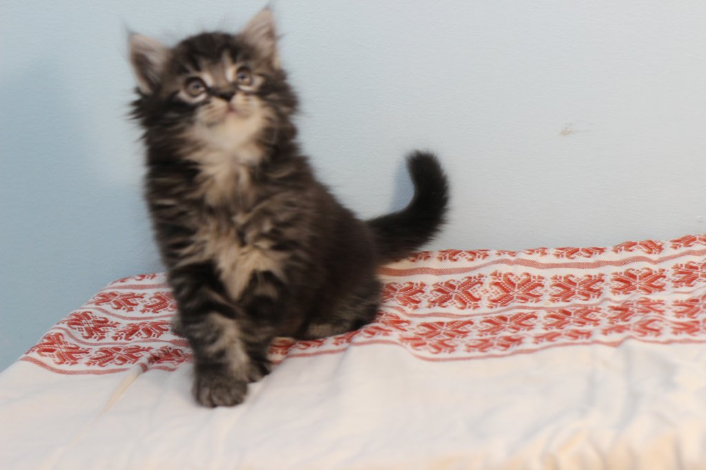 miukutassutnipapoikasibn22ruskeaclassictabby15.jpg