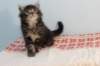 miukutassutnipapoikasibn22ruskeaclassictabby15_small.jpg
