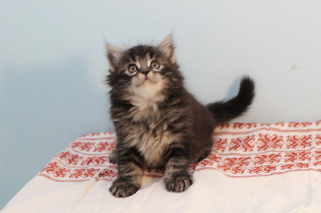 miukutassutnipapoikasibn22ruskeaclassictabby17.jpg