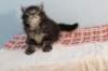 miukutassutnipapoikasibn22ruskeaclassictabby19_small.jpg