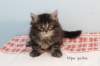 miukutassutnipapoikasibn22ruskeaclassictabby1_small.jpg