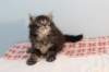 miukutassutnipapoikasibn22ruskeaclassictabby20_small.jpg