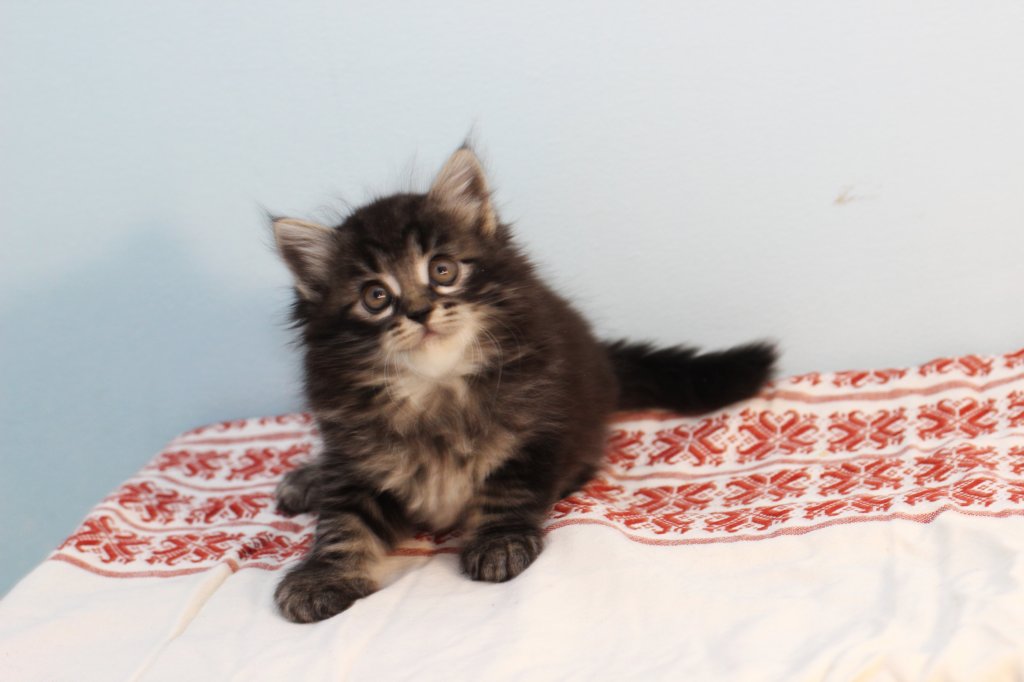 miukutassutnipapoikasibn22ruskeaclassictabby22.jpg