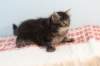 miukutassutnipapoikasibn22ruskeaclassictabby2_small.jpg