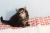 miukutassutnipapoikasibn22ruskeaclassictabby3_small.jpg