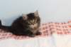 miukutassutnipapoikasibn22ruskeaclassictabby4_small.jpg