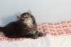 miukutassutnipapoikasibn22ruskeaclassictabby5_small.jpg