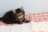 miukutassutnipapoikasibn22ruskeaclassictabby6_small.jpg