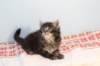 miukutassutnipapoikasibn22ruskeaclassictabby7_small.jpg