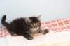 miukutassutnipapoikasibn22ruskeaclassictabby8_small.jpg