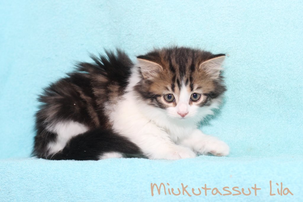 miukutassutlila.jpg