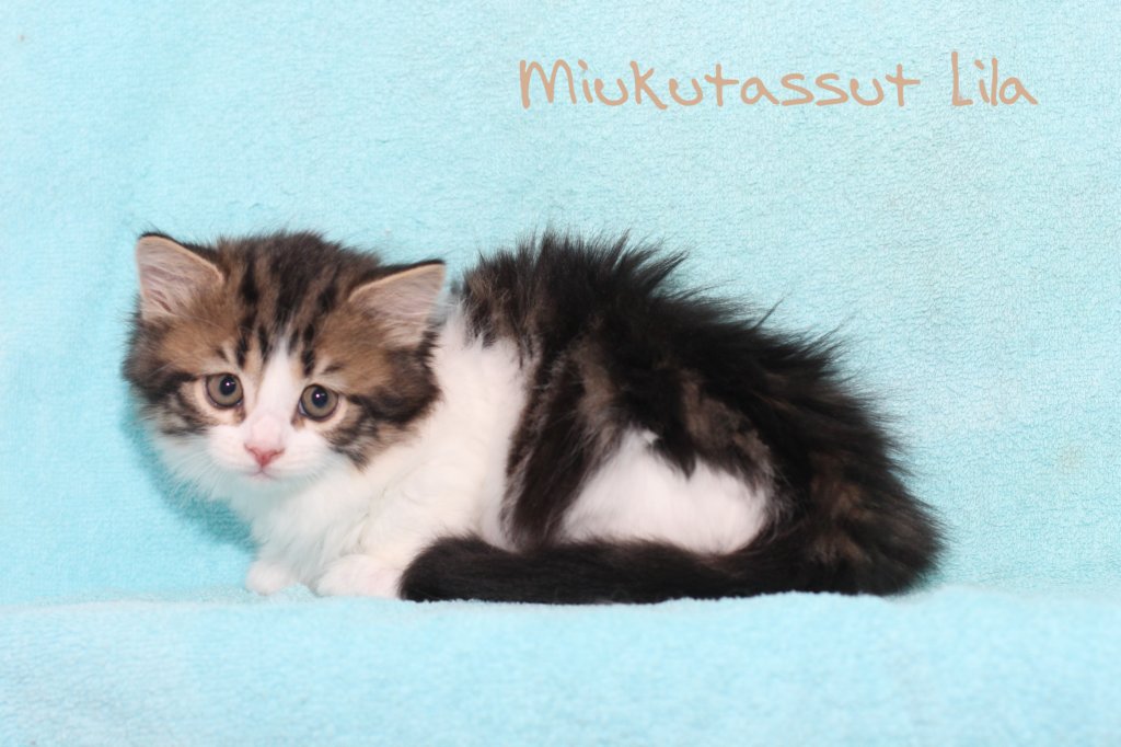 miukutassutlila2.jpg