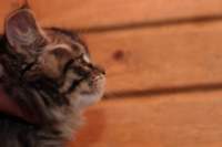 ava10vi28320249_small.jpg
