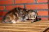 emmi10vi28320248jpg_small.jpg