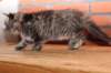 eva10vi283202412jpg_small.jpg
