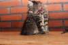 eva10vi28320245jpg_small.jpg