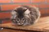 eva10vi28320246jpg_small.jpg