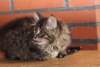 eva10vi28320248jpg_small.jpg