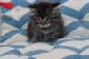 miukutassutavatyttsibn2414_small.jpg