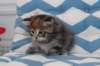 miukutassutemmityttsibf242_small.jpg