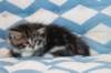 miukutassutolivityttsibn092211_small.jpg