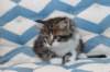 miukutassutolivityttsibn092217_small.jpg