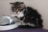 miukutassutolivityttsibn092218_small.jpg