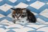 miukutassutolivityttsibn09222_small.jpg