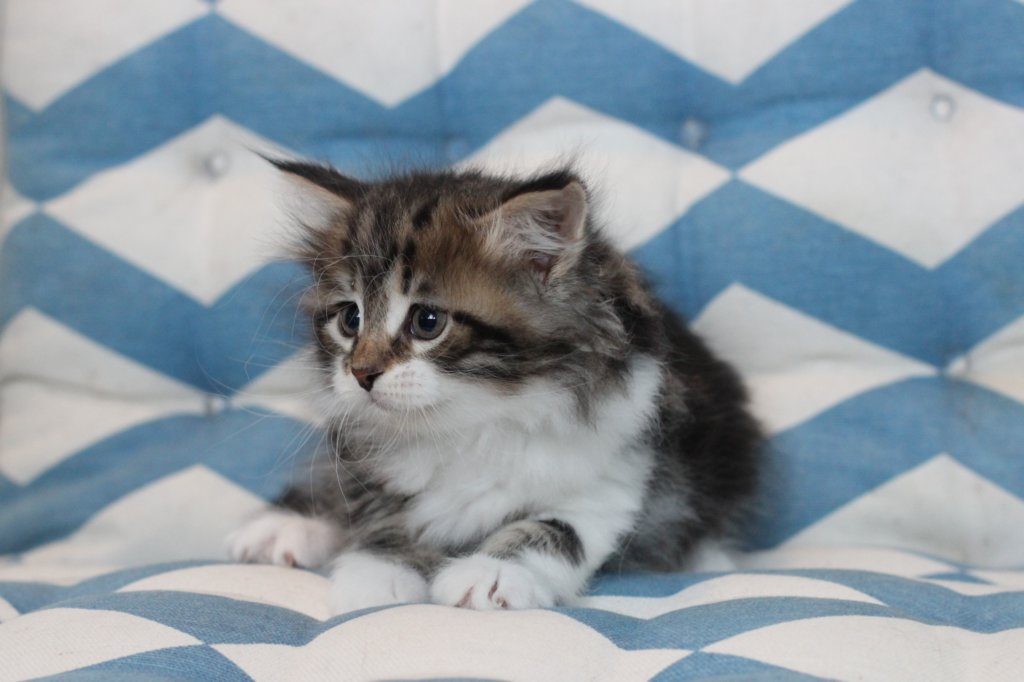miukutassutolivityttsibn09226.jpg