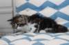 miukutassutolivityttsibn09228_small.jpg