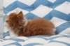 miukutassutollipoikasibd032210_small.jpg