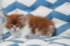 miukutassutollipoikasibd032212_small.jpg