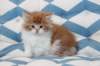 miukutassutollipoikasibd032213_small.jpg