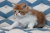 miukutassutollipoikasibd032216_small.jpg