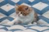 miukutassutollipoikasibd032218_small.jpg