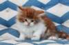 miukutassutollipoikasibd03222_small.jpg