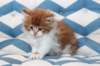 miukutassutollipoikasibd03225_small.jpg