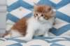 miukutassutollipoikasibd03227_small.jpg