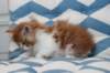 miukutassutollipoikasibd03229_small.jpg