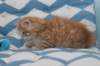 miukutassutossipoikasibd2415_small.jpg