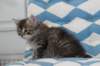 miukutassutriiatyttsibf2414_small.jpg