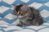 miukutassutriiatyttsibf2417_small.jpg