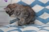 miukutassutriiatyttsibf2422_small.jpg