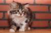 olivi10vi283202413_small.jpg