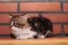 olivi10vi283202415_small.jpg