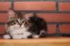 olivi10vi28320241_small.jpg