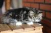 olivi10vi283202444_small.jpg