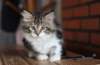 olivi10vi283202446_small.jpg