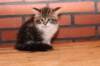 olivi10vi28320244_small.jpg
